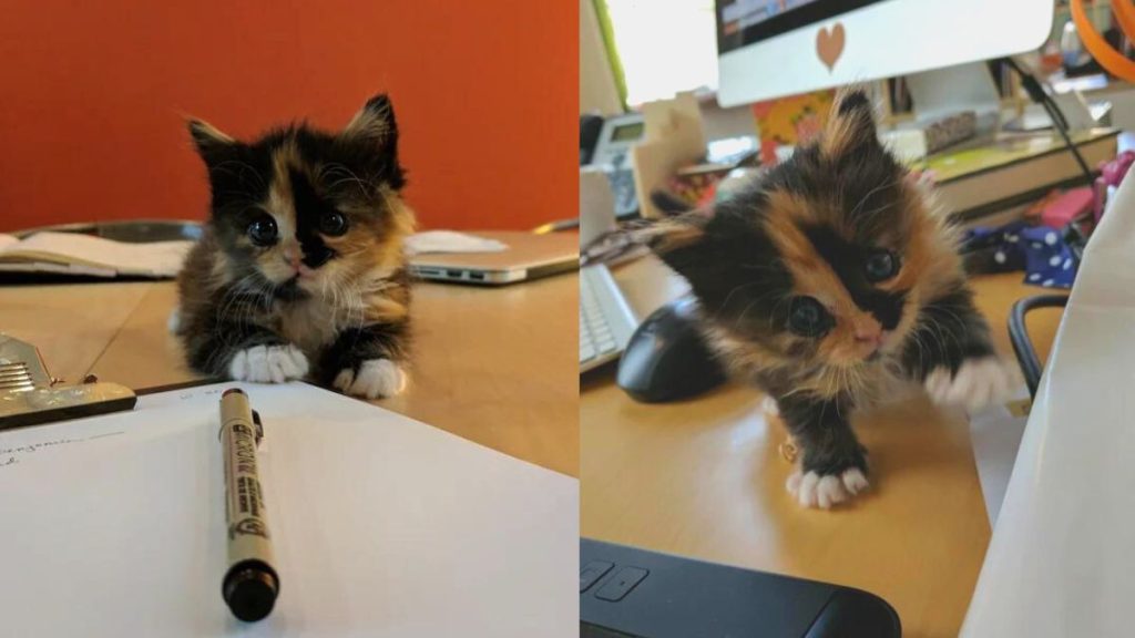 Side-by-side photos of a calico kitten next to a piece of paper and marker and near a computer