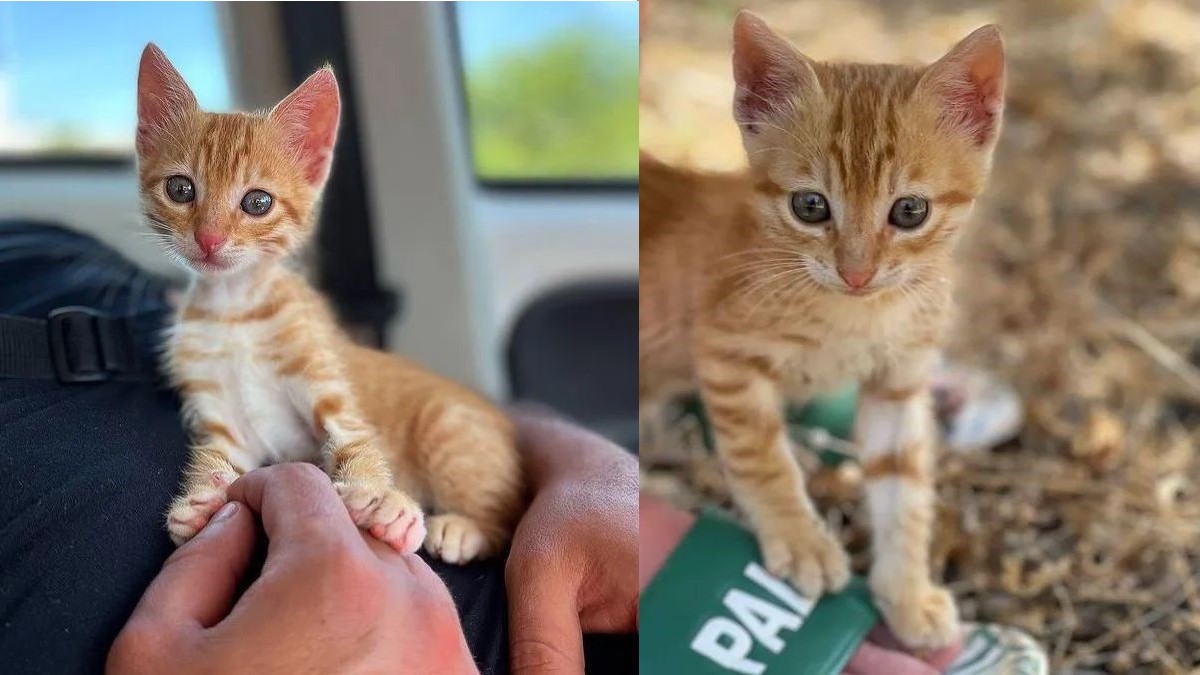 Two images of a tiny ginger kitten sitting.