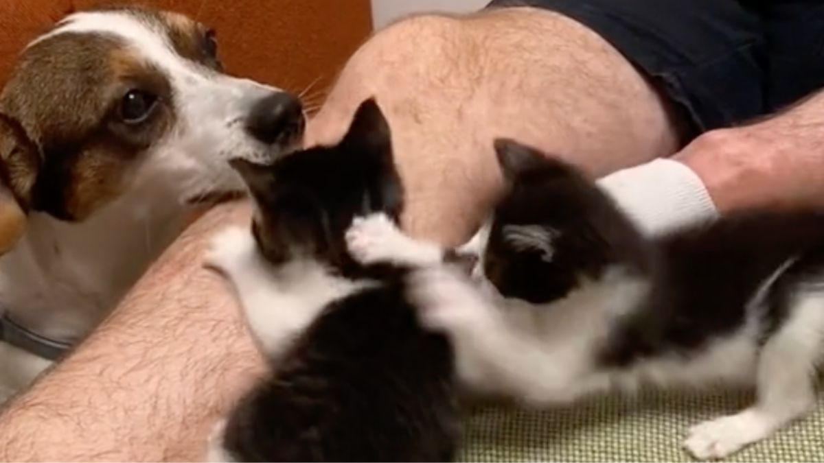 Martin the dog plays with his new kittens