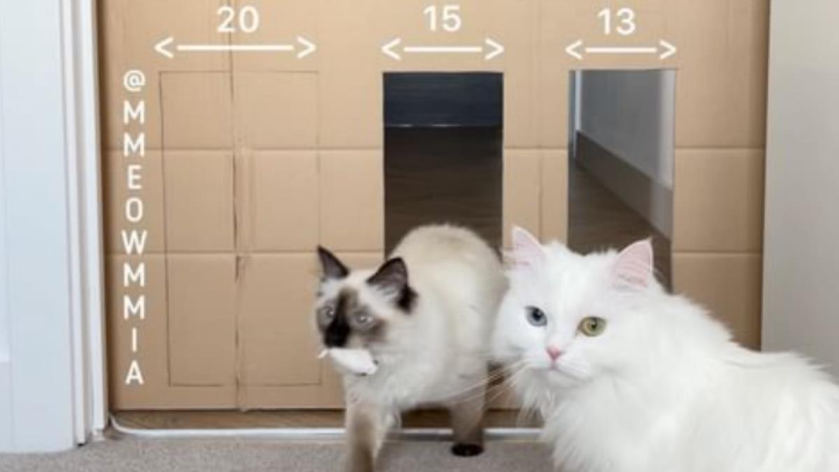 A white Persian and ragdoll cats stand by a cardboard obstacle wall