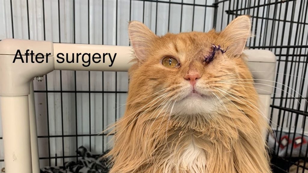 Cat with stitches over missing eye, labeled "After Surgery"