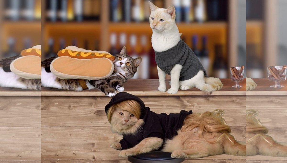 A white cat wearing a gray sweater beside a ginger cat wearing a black sweater and a tabby cat in a hotdog costume.