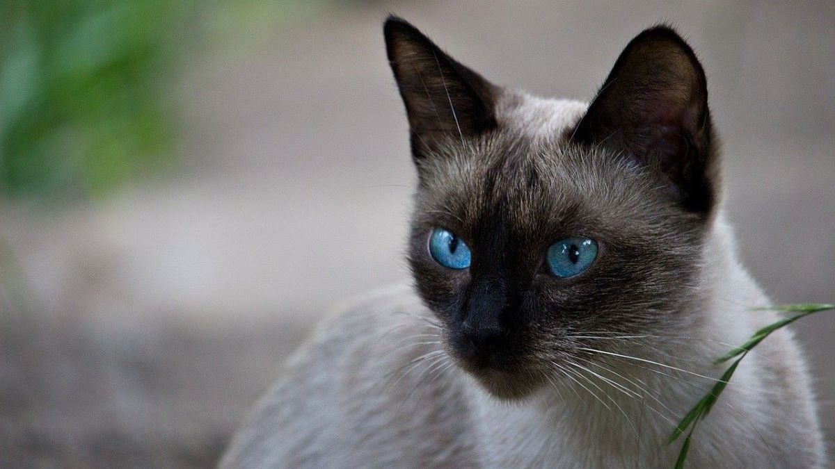 A Siamese cat looking past the camera.