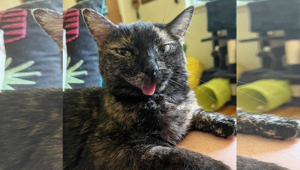 A tortiseshell cat sticks their tongue out at the camera.