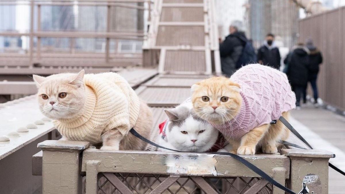Three cats wearing sweaters sitting on a gate.