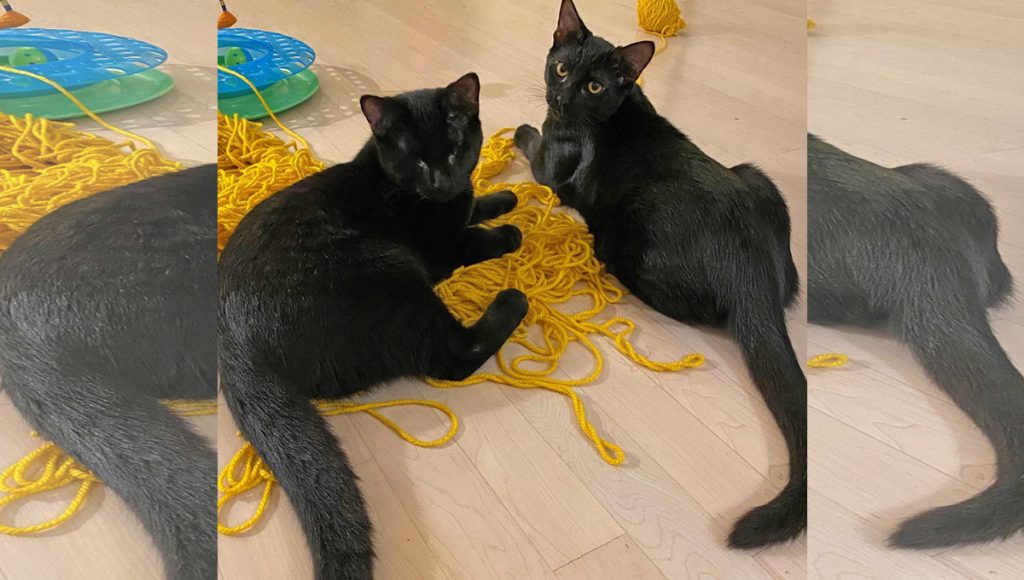 Two black cats, one is blind, playing with yellow wool.