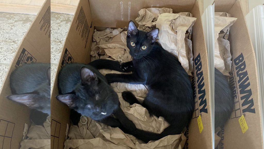 Two black cats in a cardboard box, the one on the left has no eyes