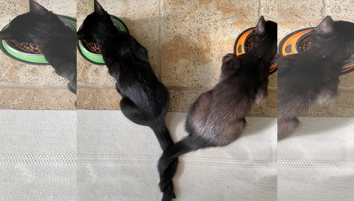 Two black cats, eating from bowls with their tails intertwined.