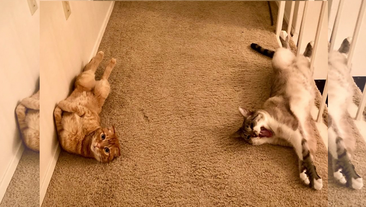 Two cats lie on their backs on a carpet.