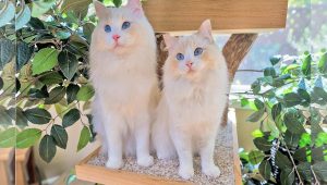 The Cat Butler and his two beautiful Ragdoll cats show us how to spoil our feline friends