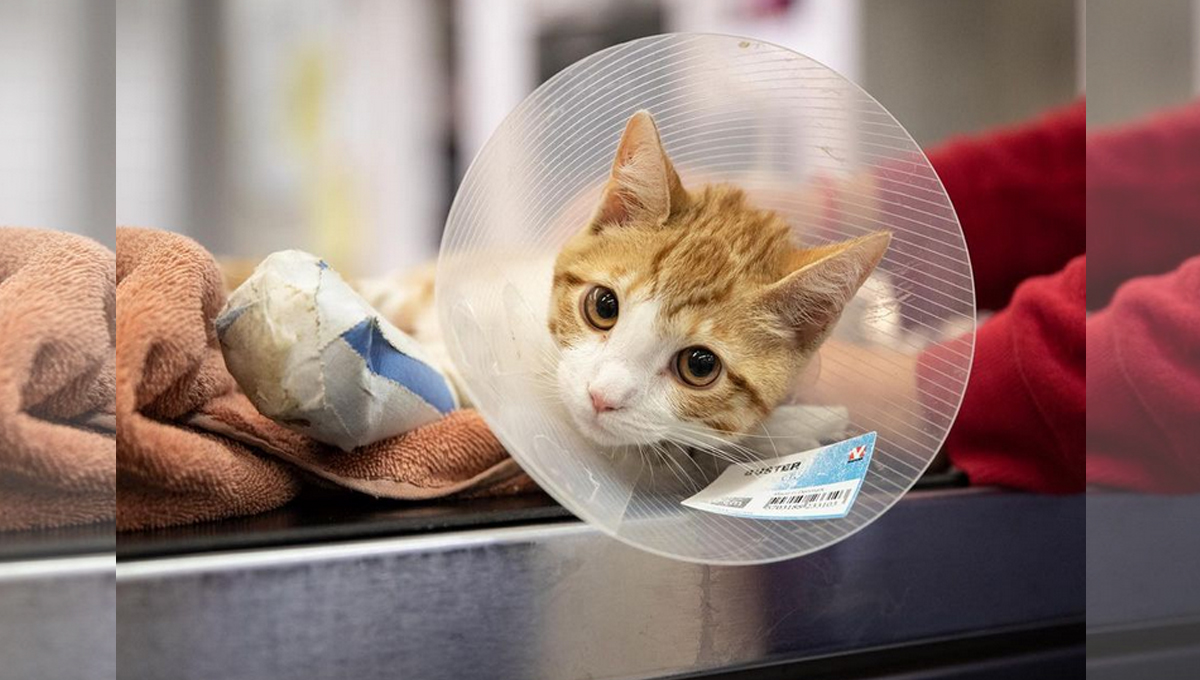 A ginger cat with a plactic cone around its neck.