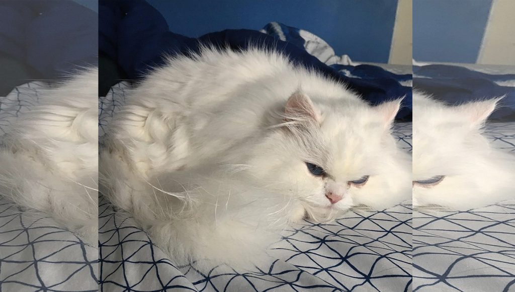 A fluffy white cat curled up on a bed.