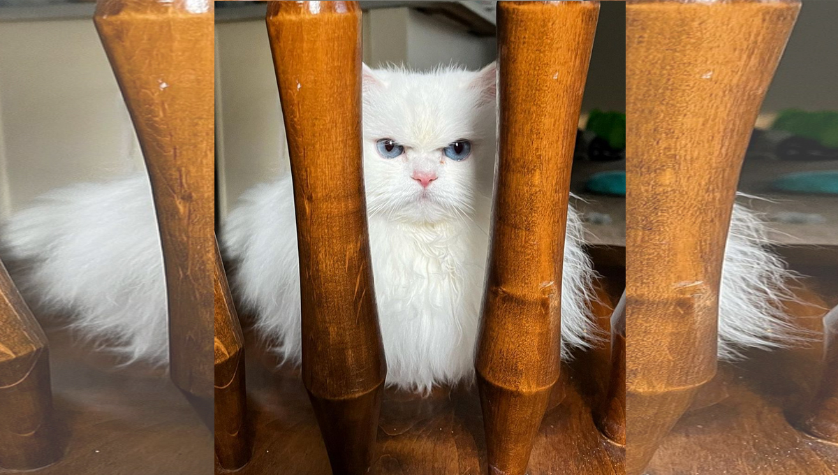 A white fluffy cat looks out from behind a chair.