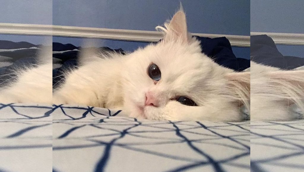 A white cat with blue eyes lying on a bed.