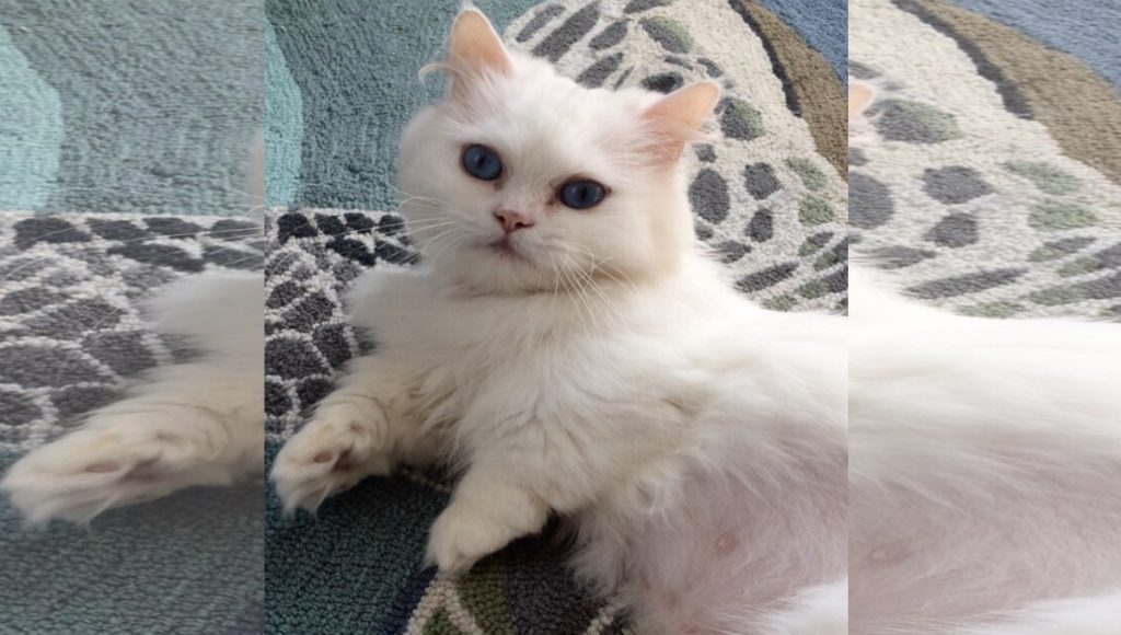 A white Persian cat with dwarfism.